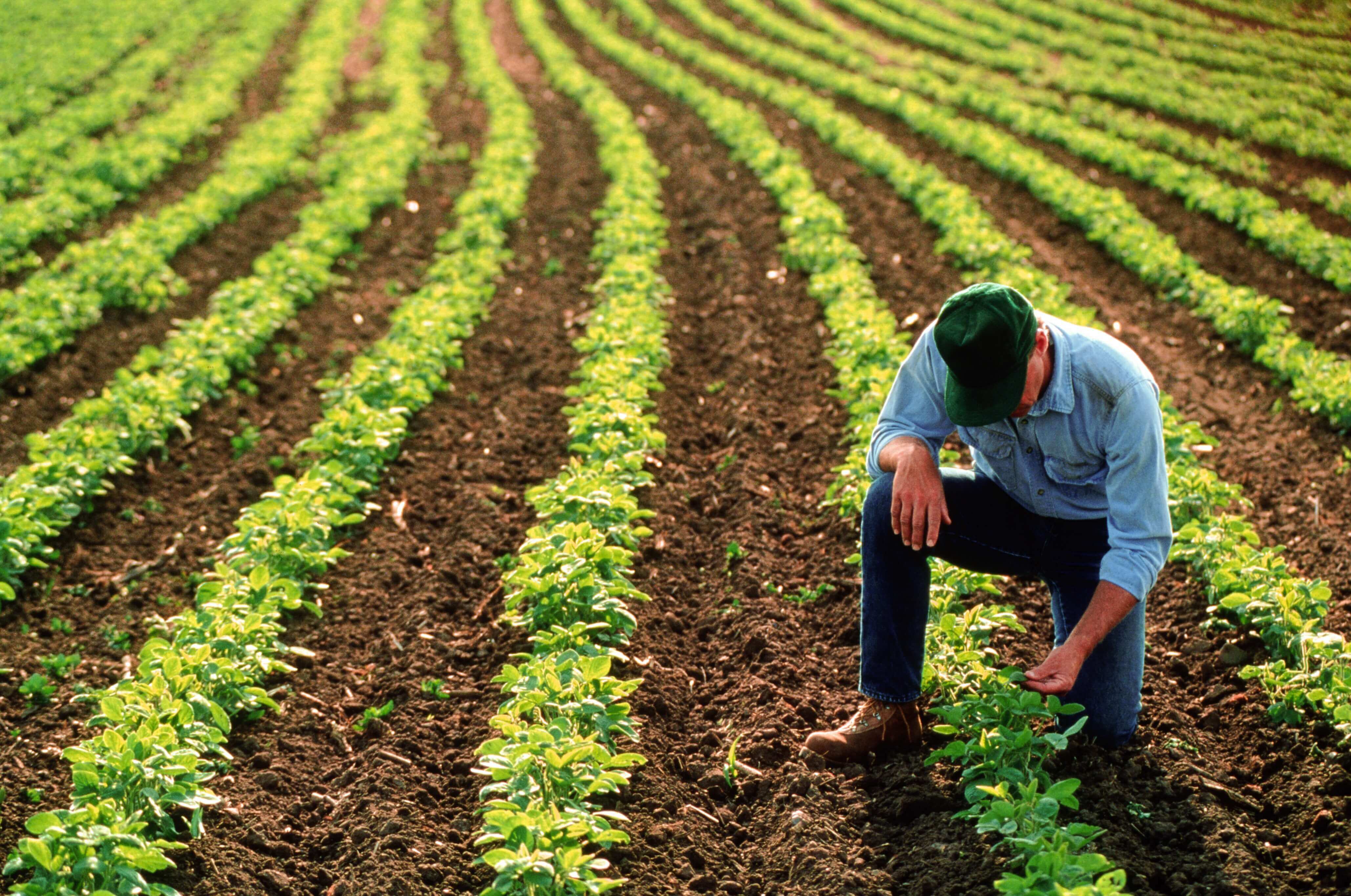 A farmer kneeling down in a field