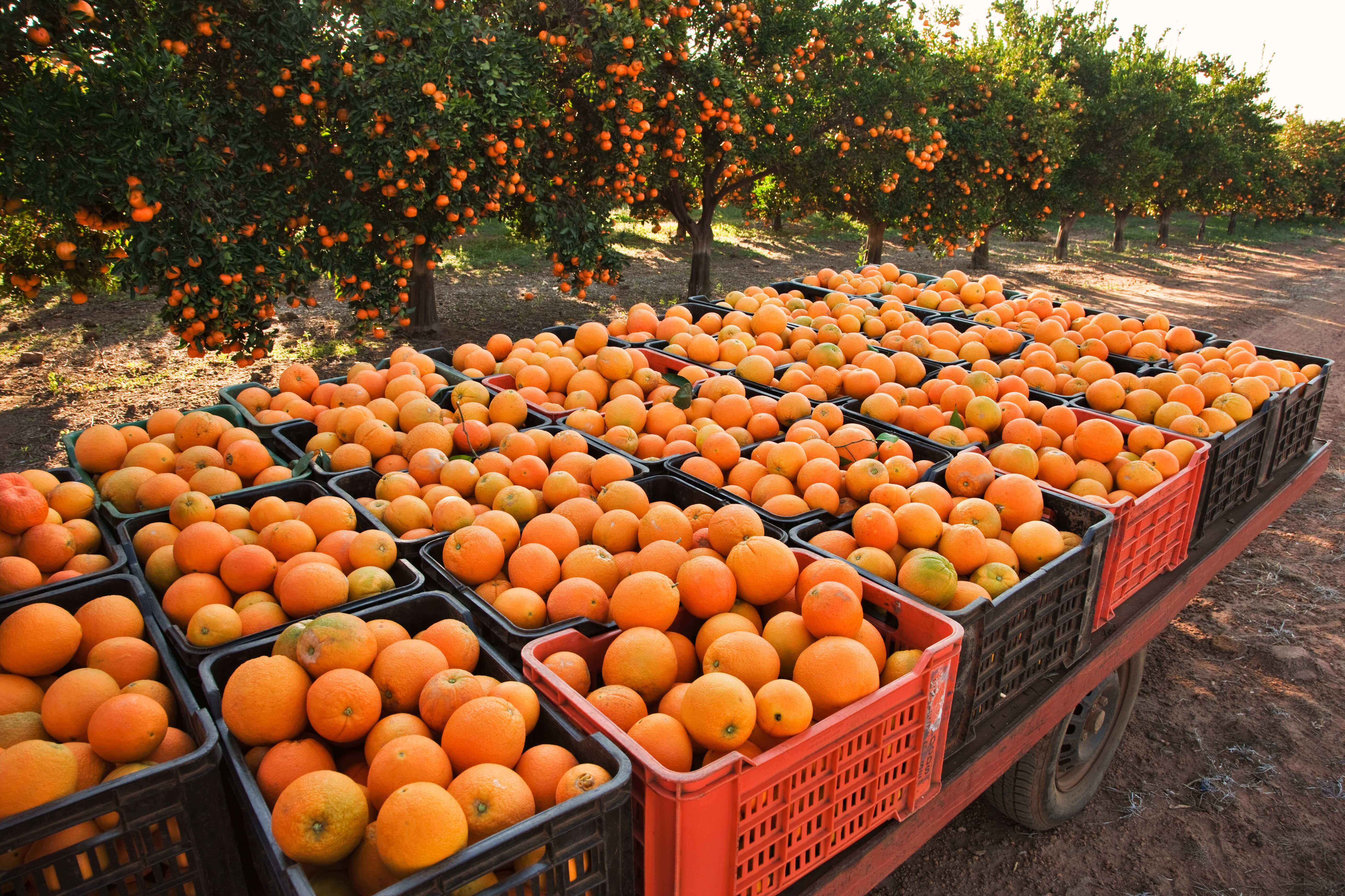 A bunch of oranges in a cart