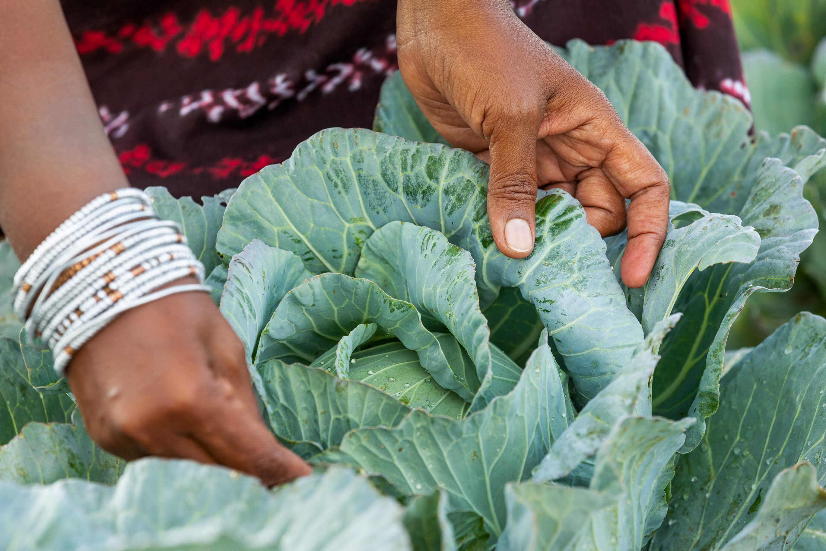 A woman is picking a cabbage in a field