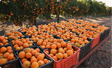 Surplus produce