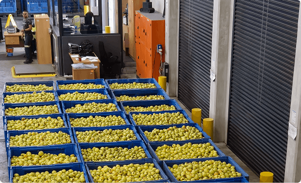 Find value in surplus produce